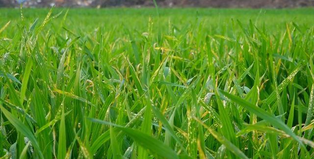 小麦除草剂_2020小麦除草剂配方_小麦除草剂