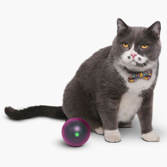 △ pidan 公司设计了一个比普通猫咪小球直径更大的电动猫咪玩具,内置电池,自动转向,激活猫咪捕猎的天性。图片来源 | pidan 官网