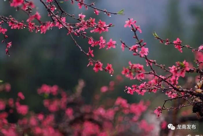 十里桃花开，龙南凭实力上热搜！