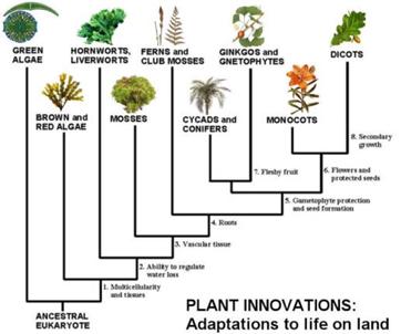植物的分类。