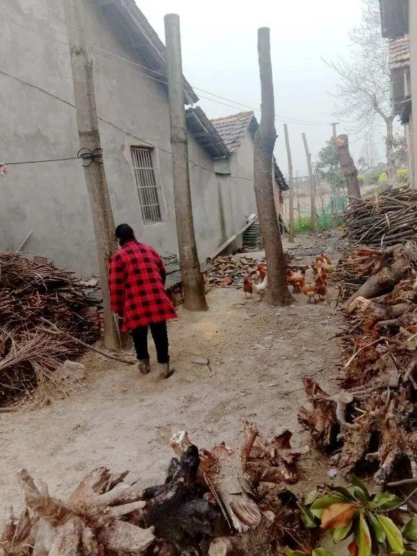 母亲在喂鸡。