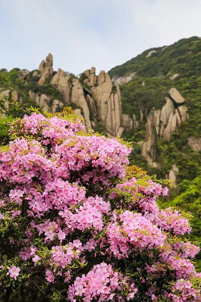 太姥山、嵛山、赤溪景区今起恢复开园，全国游客享受门票半价！