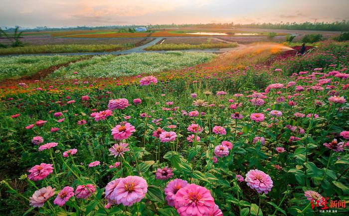 云赏桃花、打卡民宿…龙泉驿文旅产业按下复产稳产快进键