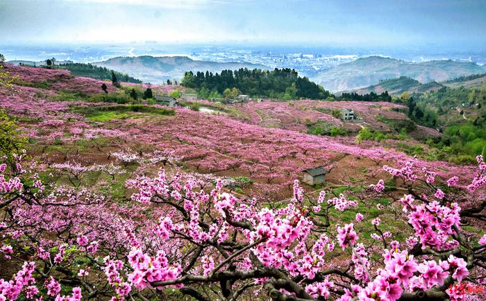 云赏桃花、打卡民宿…龙泉驿文旅产业按下复产稳产快进键