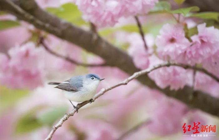 云赏桃花、打卡民宿…龙泉驿文旅产业按下复产稳产快进键