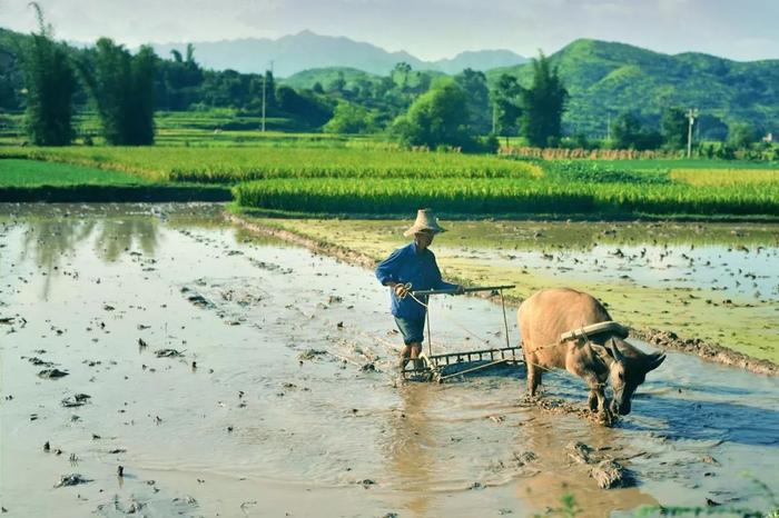 乡情微调研⑮|失地农民不容再“有失”