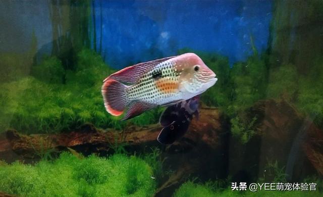 混养惹是非：被打崩的观赏鱼，也该有归宿