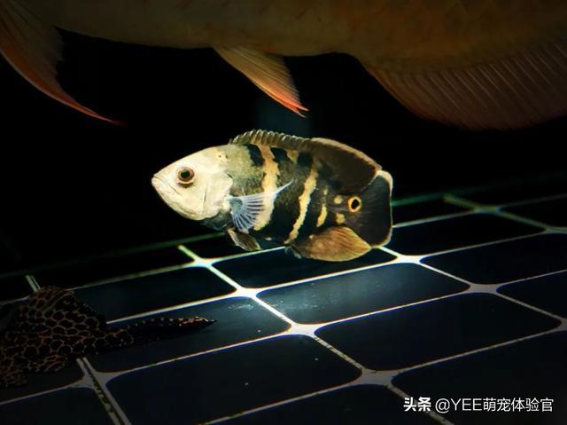混养惹是非：被打崩的观赏鱼，也该有归宿