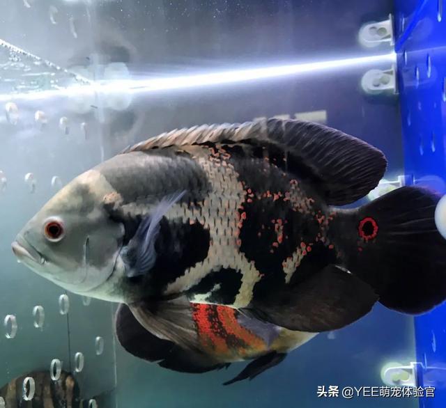 混养惹是非：被打崩的观赏鱼，也该有归宿