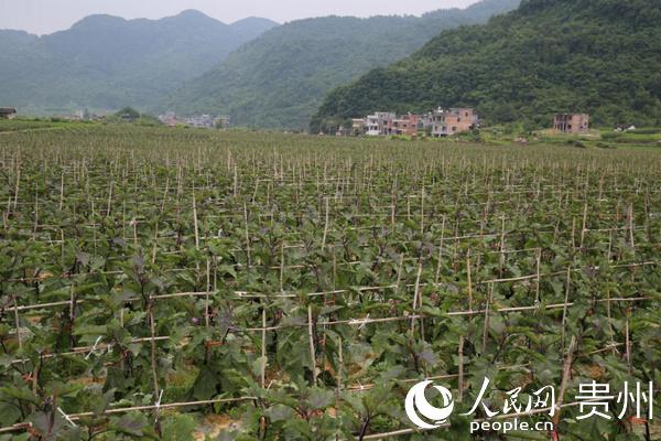 荔波县佳荣镇：“三定”创新农业产业结构调整模式