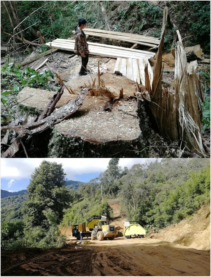 ■ 长臂猿栖息地,砍树(上)与修路(下)
