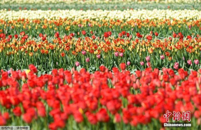 当地时间3月27日,荷兰利塞的郁金香迎来盛开季。
