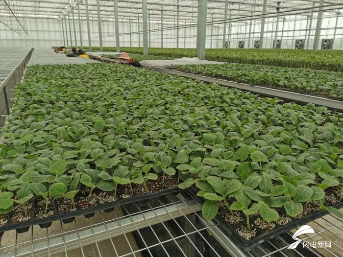 枣庄市市中区西王庄镇入列2020年农业产业强镇建设公示名单