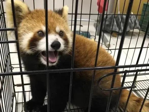 图②:黄庆案件中查获的另一只小熊猫,当时已怀孕,后被托管到动物园。