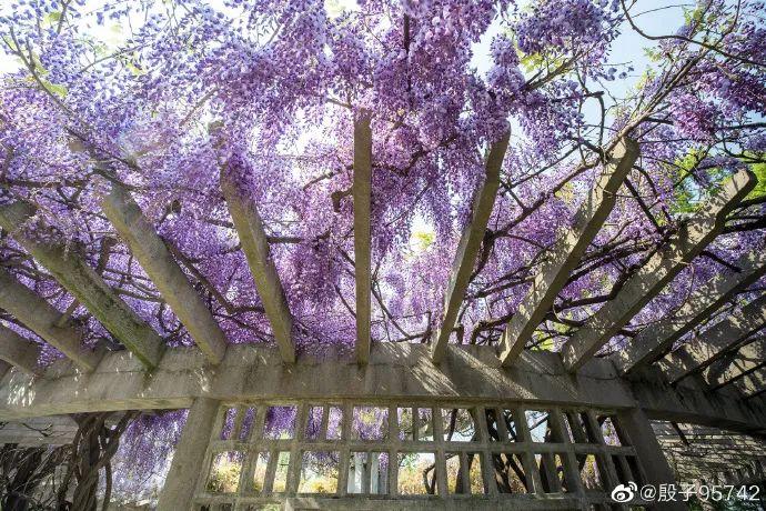 南京紫藤花开惹人醉，送你整个暮春的浪漫