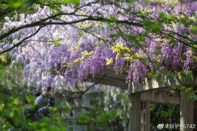 南京紫藤花开惹人醉，送你整个暮春的浪漫