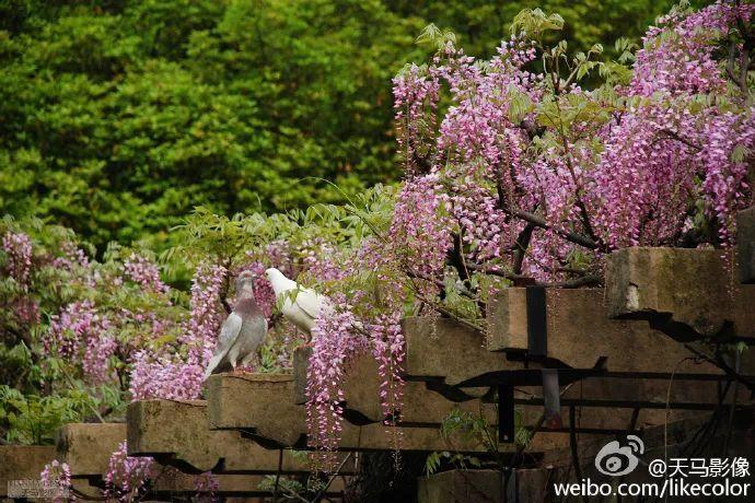 南京紫藤花开惹人醉，送你整个暮春的浪漫