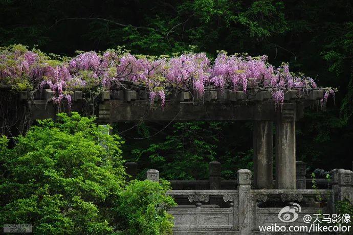 南京紫藤花开惹人醉，送你整个暮春的浪漫