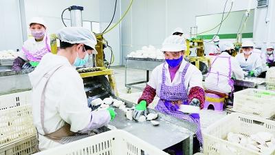 村民在江永县夏层铺镇雄川村果蔬合作社的扶贫车间加工香芋。陈健林摄