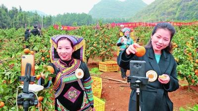 电商主播在江永县兰溪瑶族乡沃柑基地直播“带货”。陈健林摄