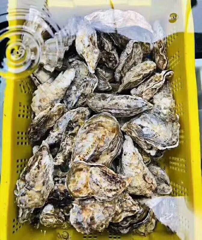 做生蚝批发怎么入门