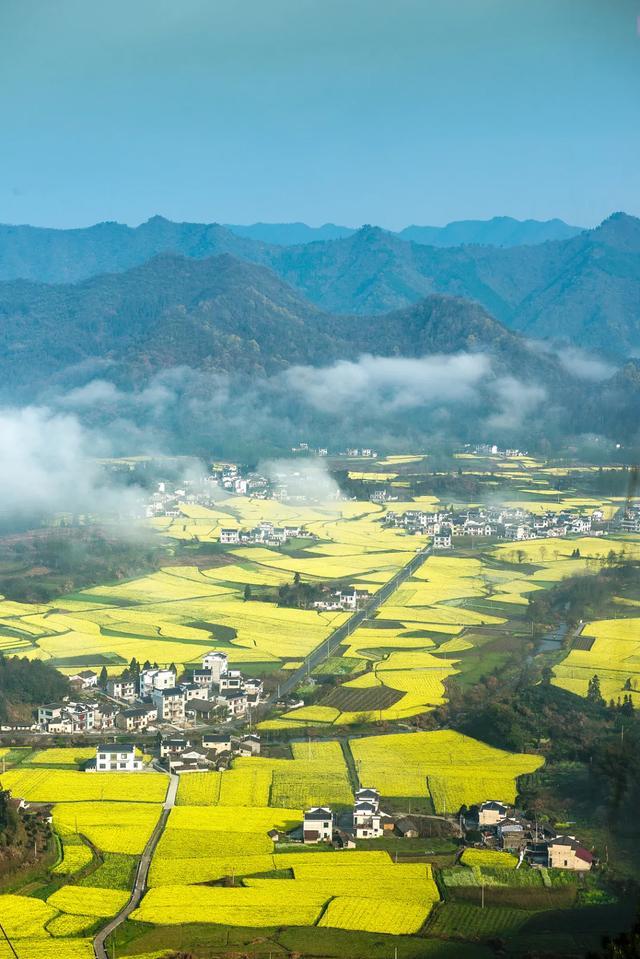 从江南仲春到塞北盛夏，它开遍了中国