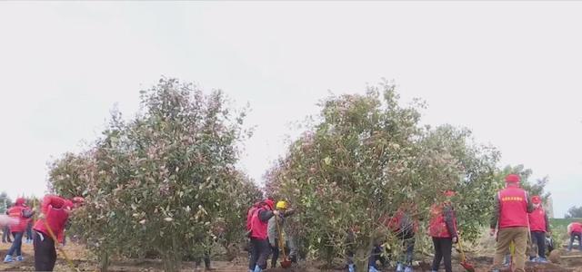 春暖花开 植树添绿正当时