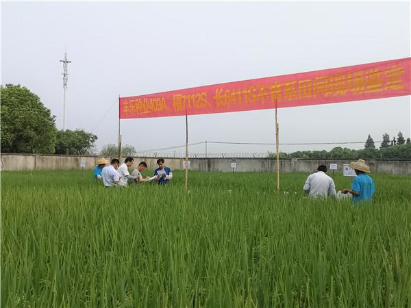 丰乐种业:释放创新活力 跑出科研“加速度”