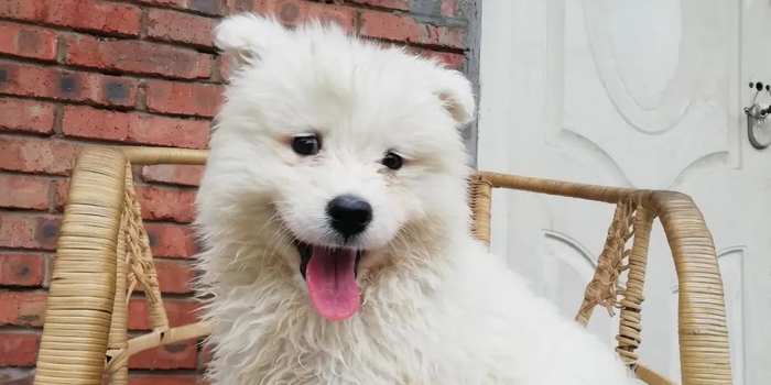 狗狗毛发粗糙视频 w700h350z1l10t10878.jpg