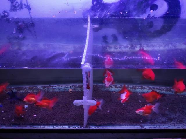 水族知识