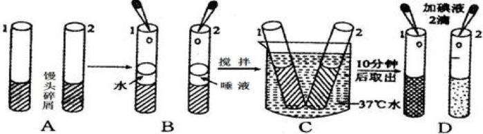 初中生物:知识点梳理和思维导图,初一初二考生必看