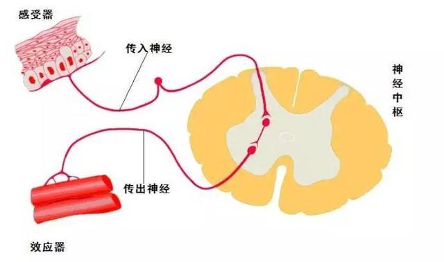 初中生物:知识点梳理和思维导图,初一初二考生必看