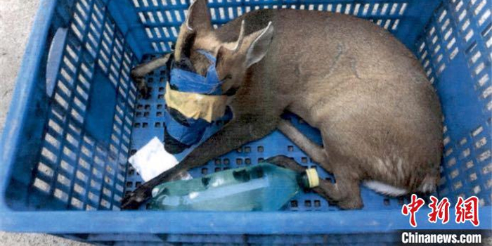 浙江的山上野生动物 w700h350z1l10t10ea5.jpg