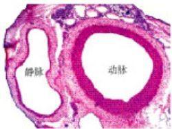 初中生物:知识点梳理和思维导图,初一初二考生必看