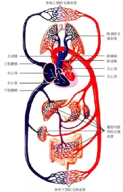 初中生物:知识点梳理和思维导图,初一初二考生必看