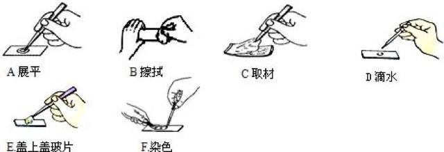 初中生物:知识点梳理和思维导图,初一初二考生必看