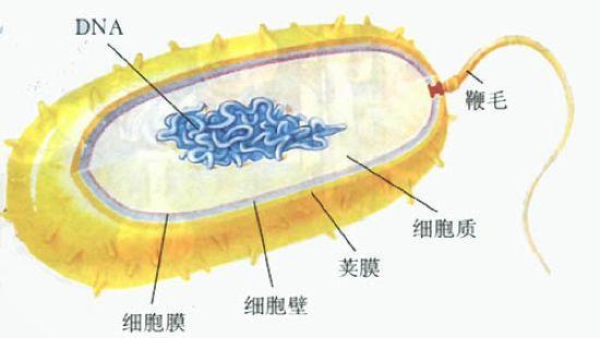 初中生物:知识点梳理和思维导图,初一初二考生必看