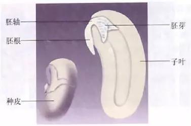初中生物:知识点梳理和思维导图,初一初二考生必看