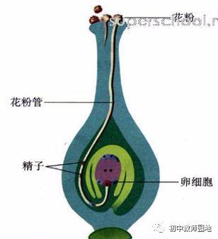 初中生物:知识点梳理和思维导图,初一初二考生必看