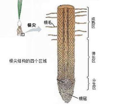 初中生物:知识点梳理和思维导图,初一初二考生必看