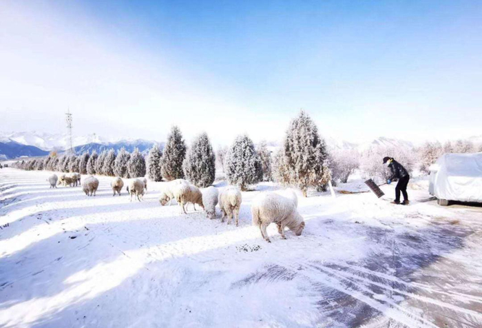 人工增雪后的祁连山