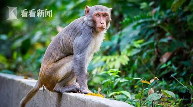 印度一群猴闯校园偷袭实验室人员 抢走新冠血液样本 网友:闹大了!
