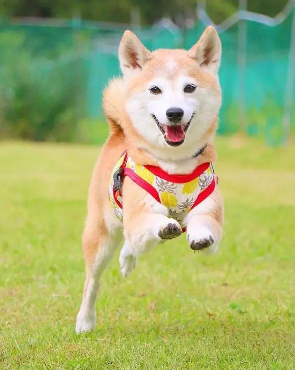 花海中柴犬兄妹暖心的笑容，无声的陪伴