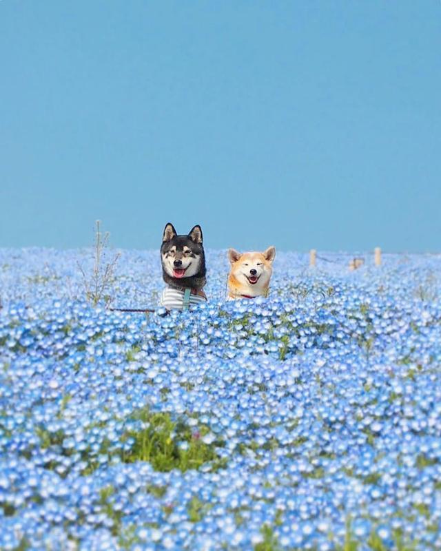 花海中柴犬兄妹暖心的笑容，无声的陪伴