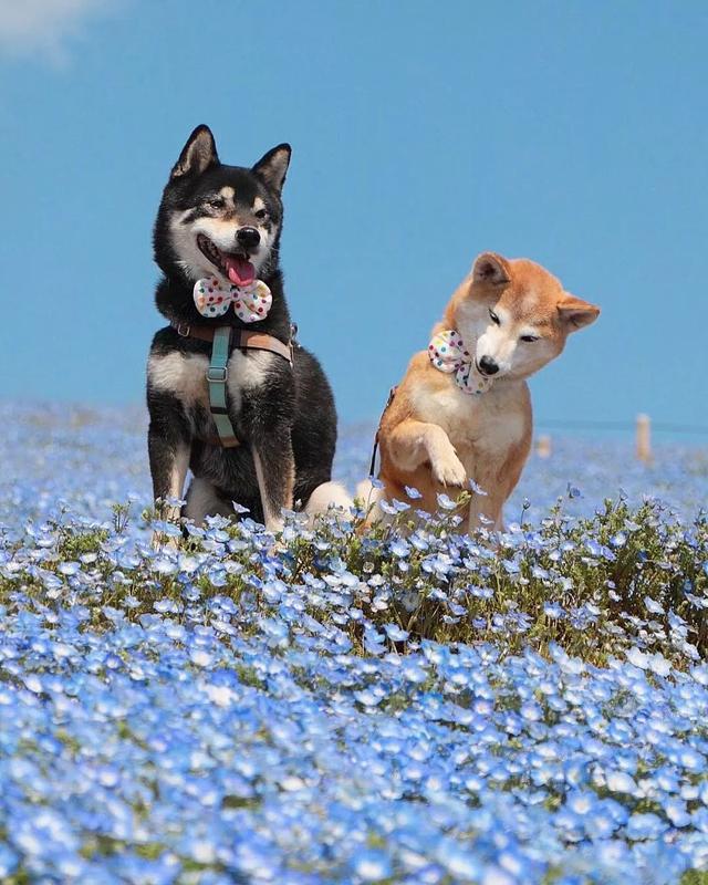 花海中柴犬兄妹暖心的笑容，无声的陪伴