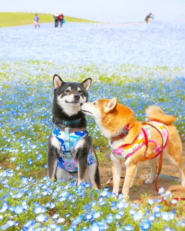 花海中柴犬兄妹暖心的笑容，无声的陪伴