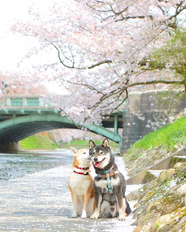 花海中柴犬兄妹暖心的笑容，无声的陪伴