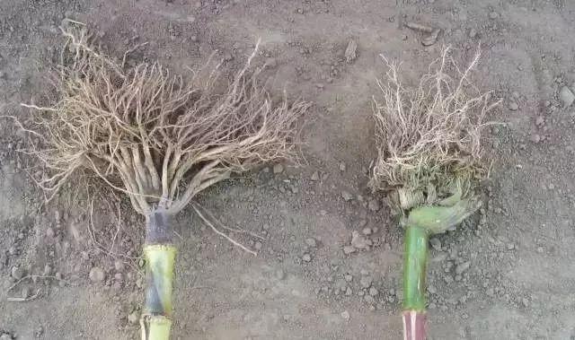 关于玉米除草剂，你想知道的都在这里！