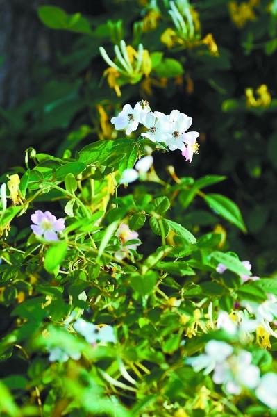 野蔷薇 沈书枝摄
