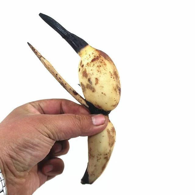 村里的旧水缸,放进一段藕根,开出满满的莲花
